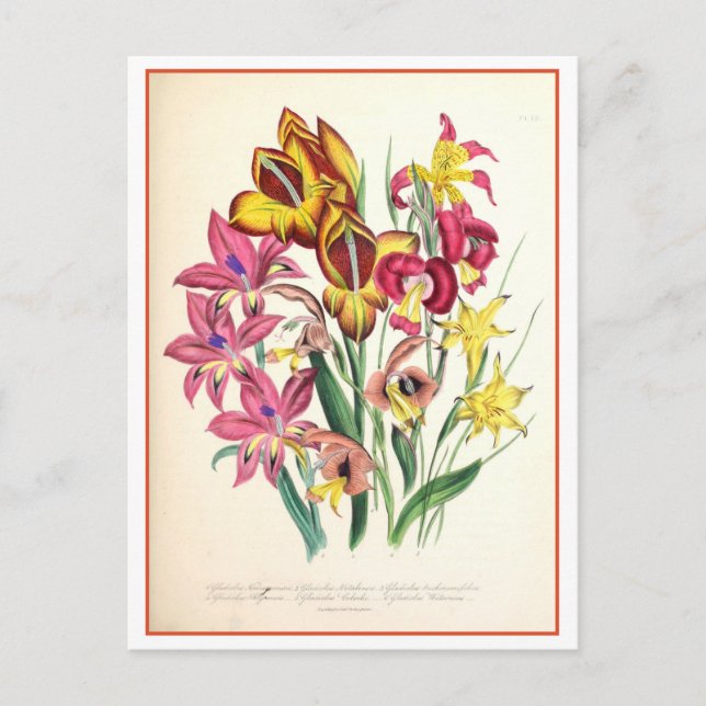 Gladiolus Botanical Illustration Vintage Vykort (Framsida)