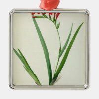 Gladiolus Cardinalis, från "Les Liliacees", 1805