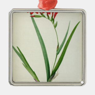 Gladiolus Cardinalis, från "Les Liliacees", 1805 Julgransprydnad Metall