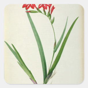 Gladiolus Cardinalis, from `Les Liliacees', 1805 Fyrkantigt Klistermärke