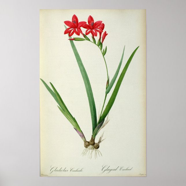 Gladiolus Cardinalis, from `Les Liliacees', 1805 Poster (Framsidan)