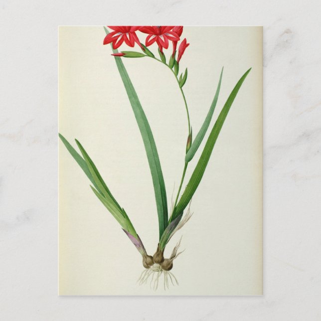 Gladiolus Cardinalis, from `Les Liliacees', 1805 Vykort (Framsida)