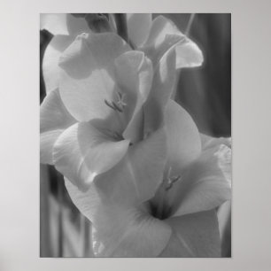 Gladiolus Flower Black and White Close Up Poster