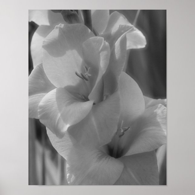 Gladiolus Flower Black and White Close Up Poster (Framsidan)