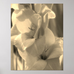 Gladiolus Flower Sepia Tint Close Poster