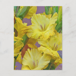 Gladiolus Flowers-vykort Vykort