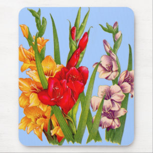gladiolus gladiolus musmatta
