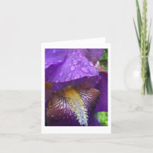 Gladiolus i regnet