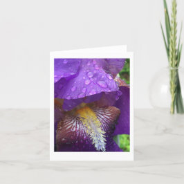 Gladiolus i regnet tack kort