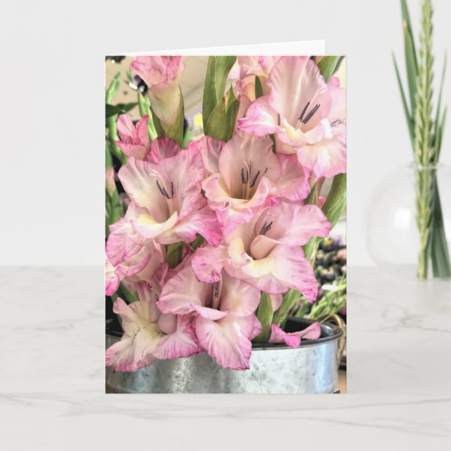Gladiolus Kort (Framsida)