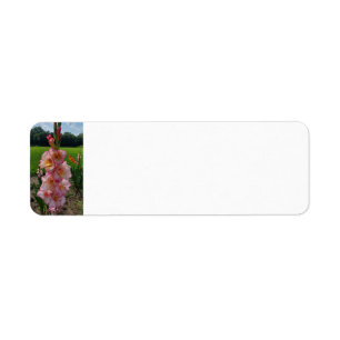 Gladiolus Returadress Etikett
