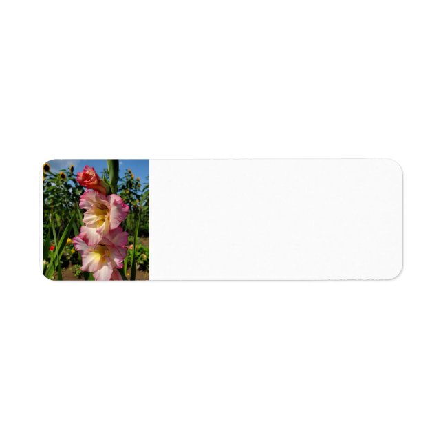 Gladiolus Returadress Etikett (Framsidan)