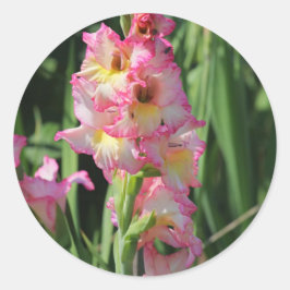 Gladiolus Runt Klistermärke