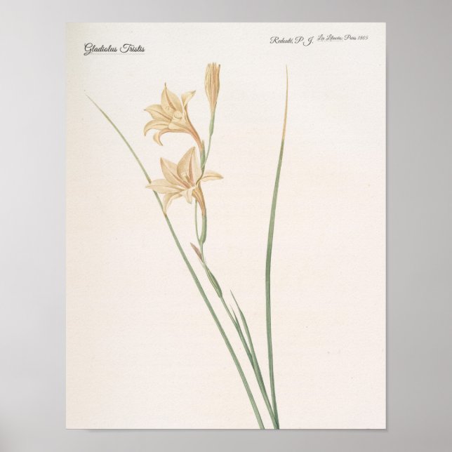 Gladiolus Tristis Poster (Framsidan)