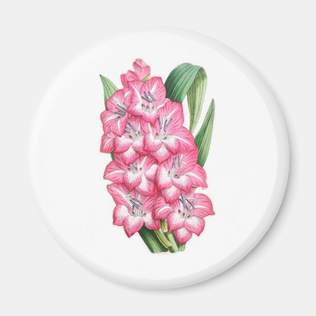 Gladiolus Ulysse Magnet (Framsidan)