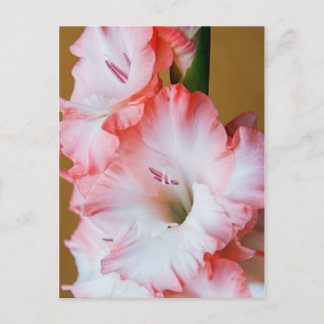 Gladiolus Vykort