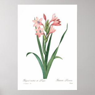 Gladioluslaccatus Poster