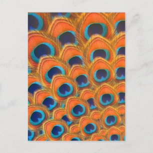 Glam Boho Orange Blue Peacock Feathers Helg Vykort