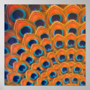 Glam Boho Orange Blue Peacock Fjädrar Poster