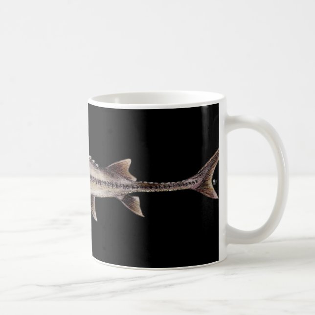 Glåmig stör - Scaphirhynchus albus Kaffemugg (Höger)