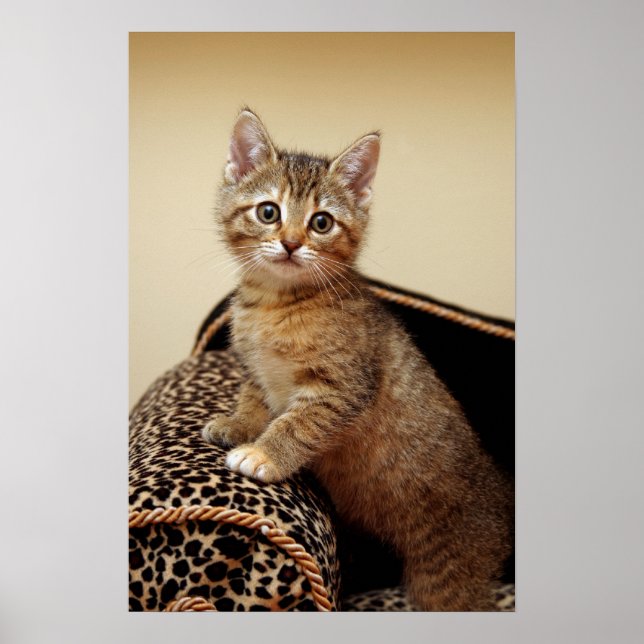 Glamor Girl Poster (Framsidan)