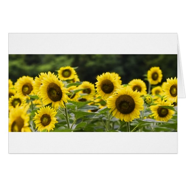 Glänsande ansikten hälsningskort (Framsidan Horizontal)