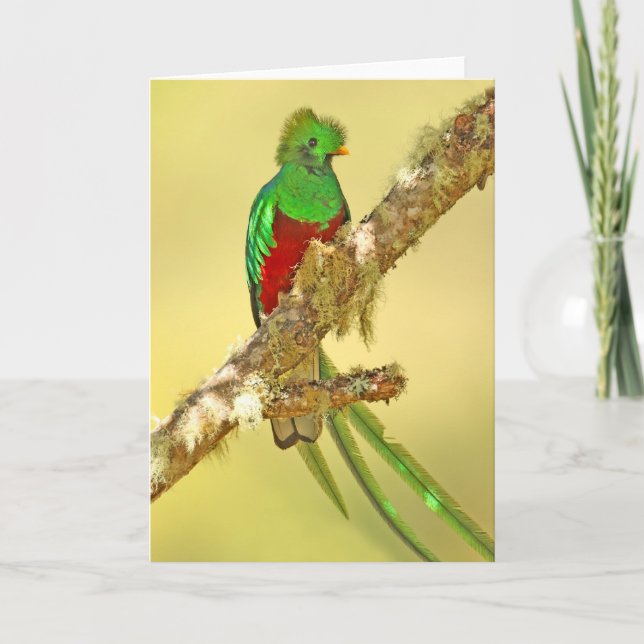 Glänsande Quetzalmanlig Kort (Framsida)