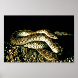 Glansig orm poster