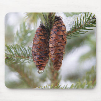 Glasade kottar musmatta