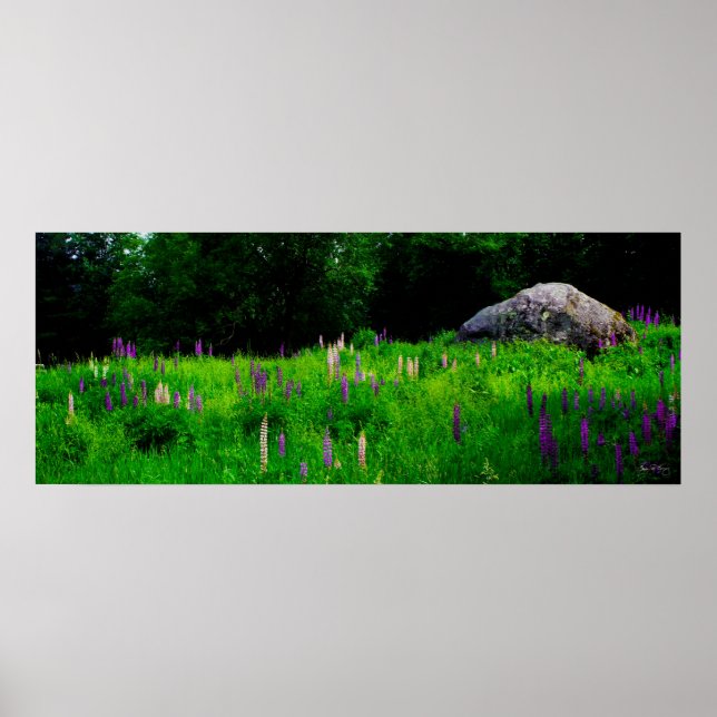 Glasblock i en Lupine Fält Poster (Framsidan)