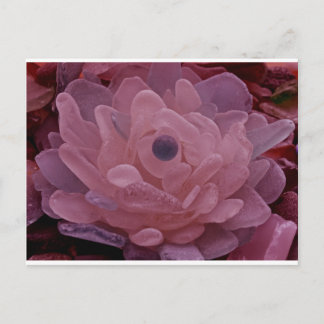 Glasblommor i rosa och Lila Vykort
