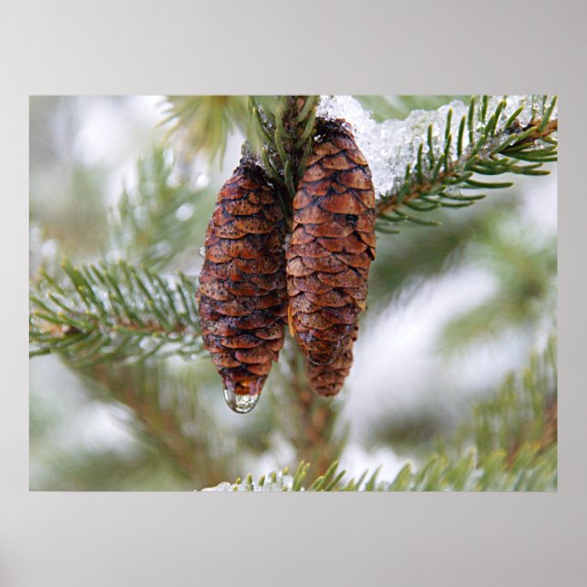 Glaserade konger poster (Framsidan)