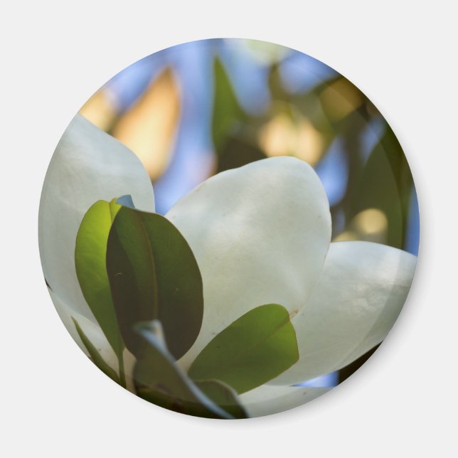 Glasfärgat Himmels Södra Magnolia Presenter Kläder Magnet (Framsidan)
