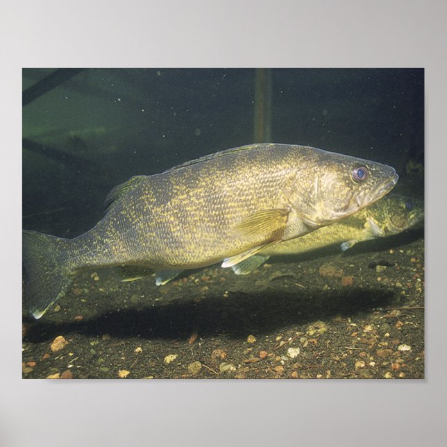 Glasögonforell Simmande Fisk i Tank Liten Poster (Framsidan)