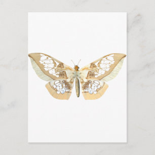 GlassWing Butterfly Vykort