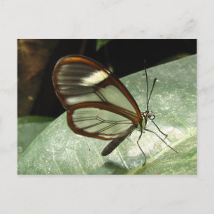Glasswinged fjäril vykort
