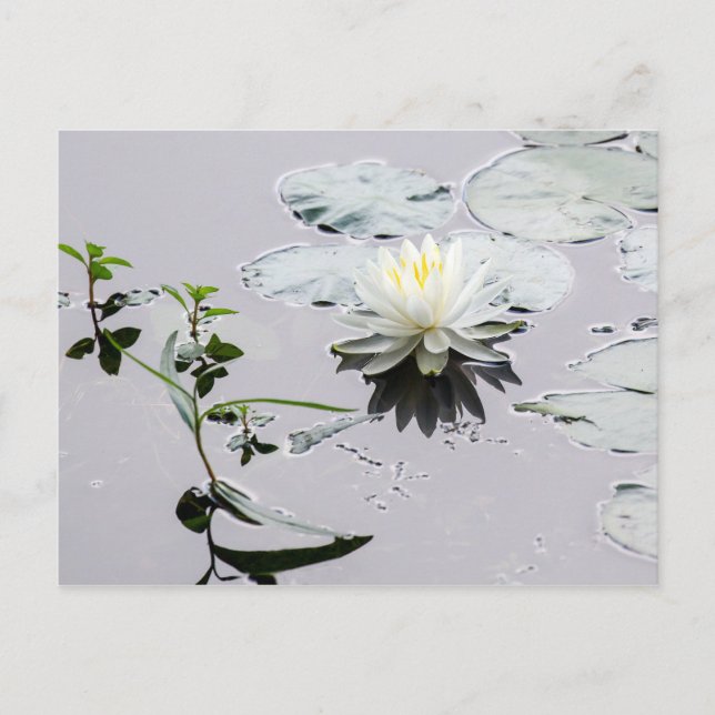 Glassy Vatten Lily Vykort (Framsida)