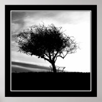 Glastonbury Hawthorn. Träd. Black and White.