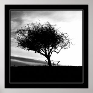 Glastonbury Hawthorn. Träd. Black and White. Poster