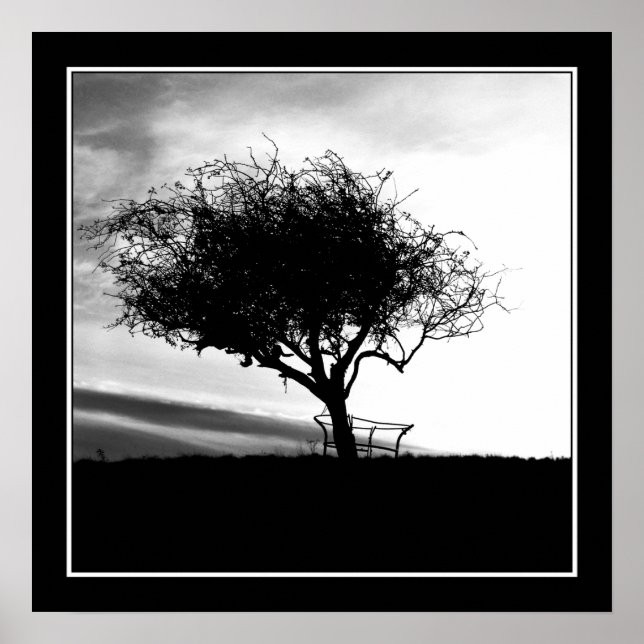 Glastonbury Hawthorn. Träd. Black and White. Poster (Framsidan)