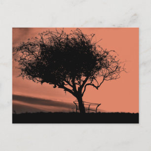 Glastonbury Hawthorn. Träd på Backe. Orange Black. Vykort
