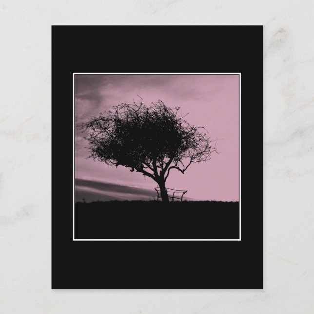 Glastonbury Hawthorn. Träd på Backe. Rosa, Black. (Framsida)