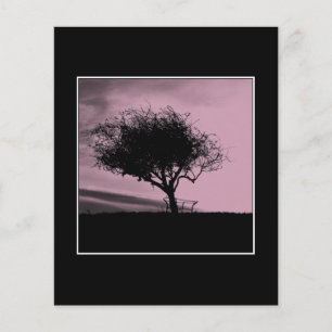 Glastonbury Hawthorn. Träd på Backe. Rosa, Black.