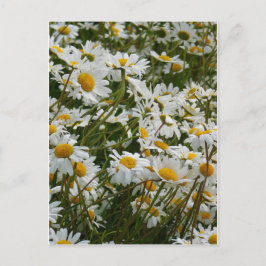 Glatt blomsteräng - Glad mun glädjedaisy Vykort