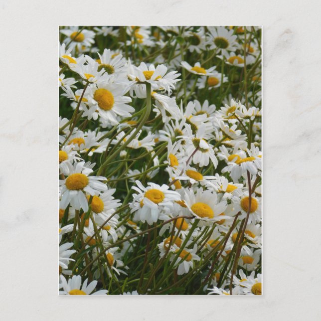 Glatt blomsteräng - Glad mun glädjedaisy Vykort (Framsida)