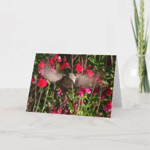 Glatt Hummingbird-gratulationskort Kort
