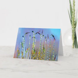 Glatt, Serene, historier i naturdrappan Kort