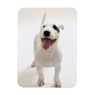 Glatt tjurterrier magnet