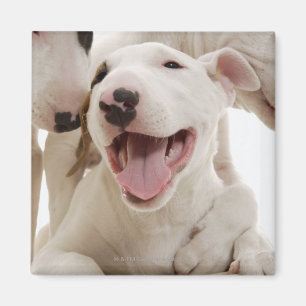 Glatt tjurterriers magnet