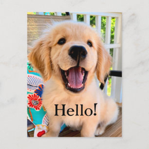 Glatt valp av hundrasen Golden Retriever som ler H Vykort